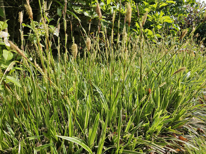 Goldrand Segge Carex morrowii 'Aureovariegata' – ↕10-25cm – Ø9cm – 6 Pflanzen – Immergrünes Ziergras & Bodendecker – Winterhart & pflegeleicht 