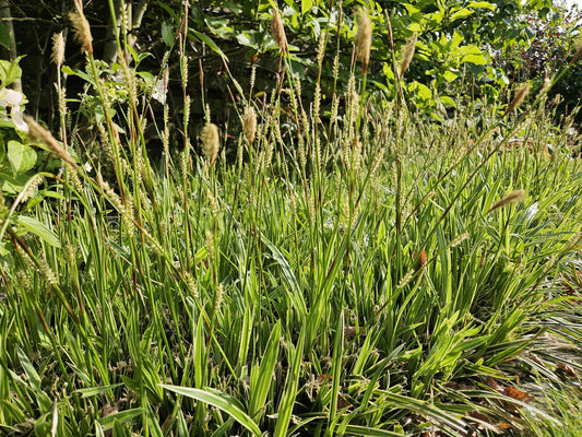 Goldrand Segge Carex morrowii 'Aureovariegata' – ↕10-25cm – Ø9cm – 6 Pflanzen – Immergrünes Ziergras & Bodendecker – Winterhart & pflegeleicht 