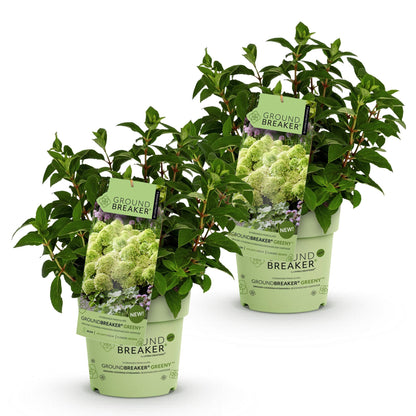 Green boutiQ - Gartenpflanze - Hydrangea panniculata Groundbreaker Greeny - Rispenhortensie - Frosthart - Creme - 2 Pflanzen - Topf 14cm - Höhe 20-25cm 