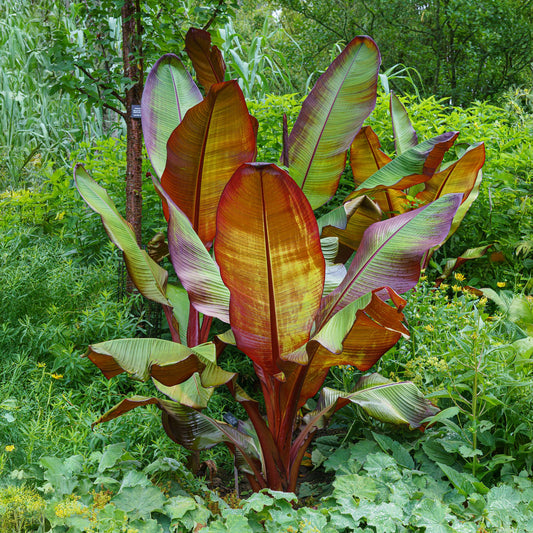 Green boutiQ - Fruit plant - Musa ensete Maurelli - Banana tree - Hardy - Red-Green - 2 Plants - Pot 15cm - Height 50cm 
