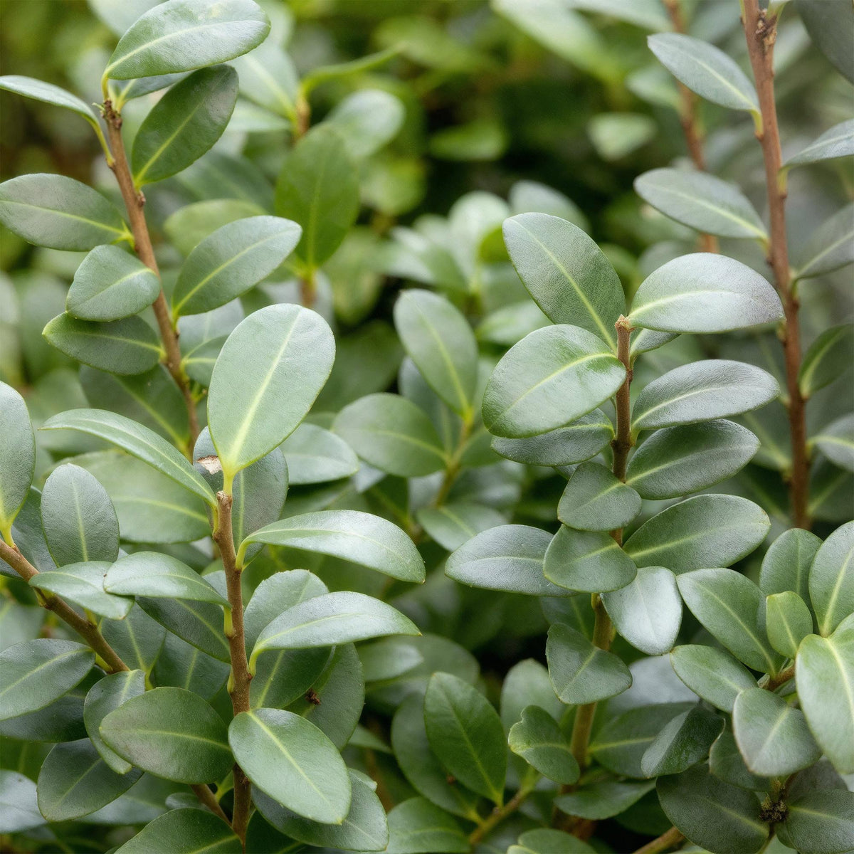 GreenboutiQ - Heckenpflanzen - Ilex crenata Caroline Upright - Blatt Grün - 8 Pflanzen - 1 Laufender Meter - Immergrün - Topf 9cm Höhe 25-30cm 