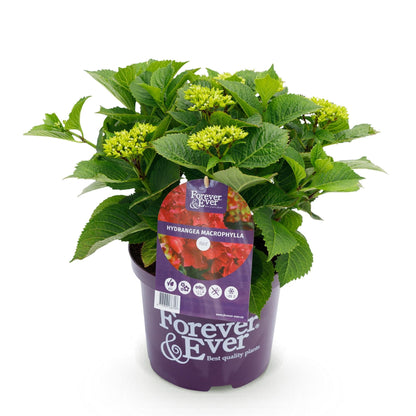 Hortensie Forever & Ever – Hydrangea macrophylla – Rot – Balkonpflanze – 7–12 Blüten – Im 23 cm Topf – Ca. 55 cm hoch – Für Terrasse, Balkon & Beet – Langanhaltende Blüte – Pflegeleicht 