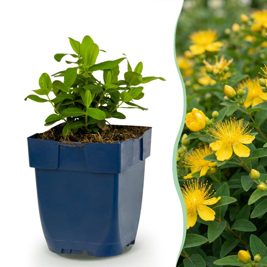 Johanniskraut – Hypericum calycinum – 6 Pflanzen – Topf Ø11cm – Bienenfreundliche Staude für Garten & Balkon