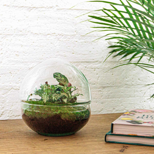 DIY Flaschengarten Set – Dome Glas – Ø20 cm x H20 cm – Mini-Biotop mit Pflanzen & Moos – Selbstversorgendes Pflanzterrarium – Inkl. Fittonia, Calathea, Moos & Zubehör – Pflegeleicht & dekorativ 