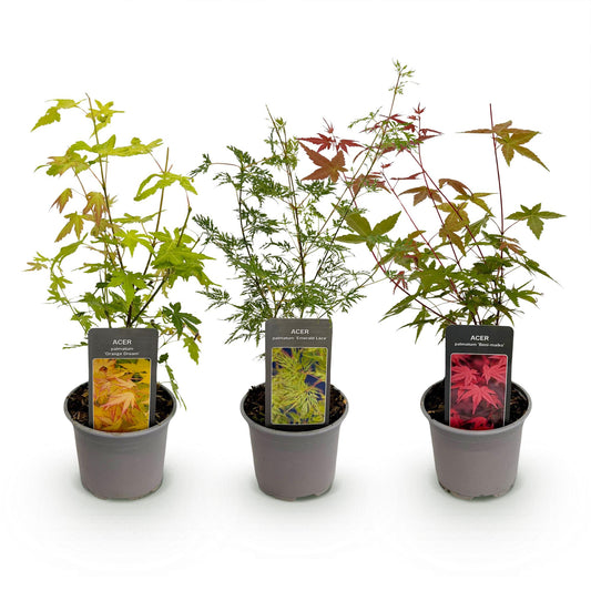 GreenboutiQ - Gartenpflanze - Acer palmatum Tricolour - Rot-Grün-Orange - 3 Pflanzen - Laubabwerfend - Wenig Pflege - Topf 12cm Höhe 35cm 