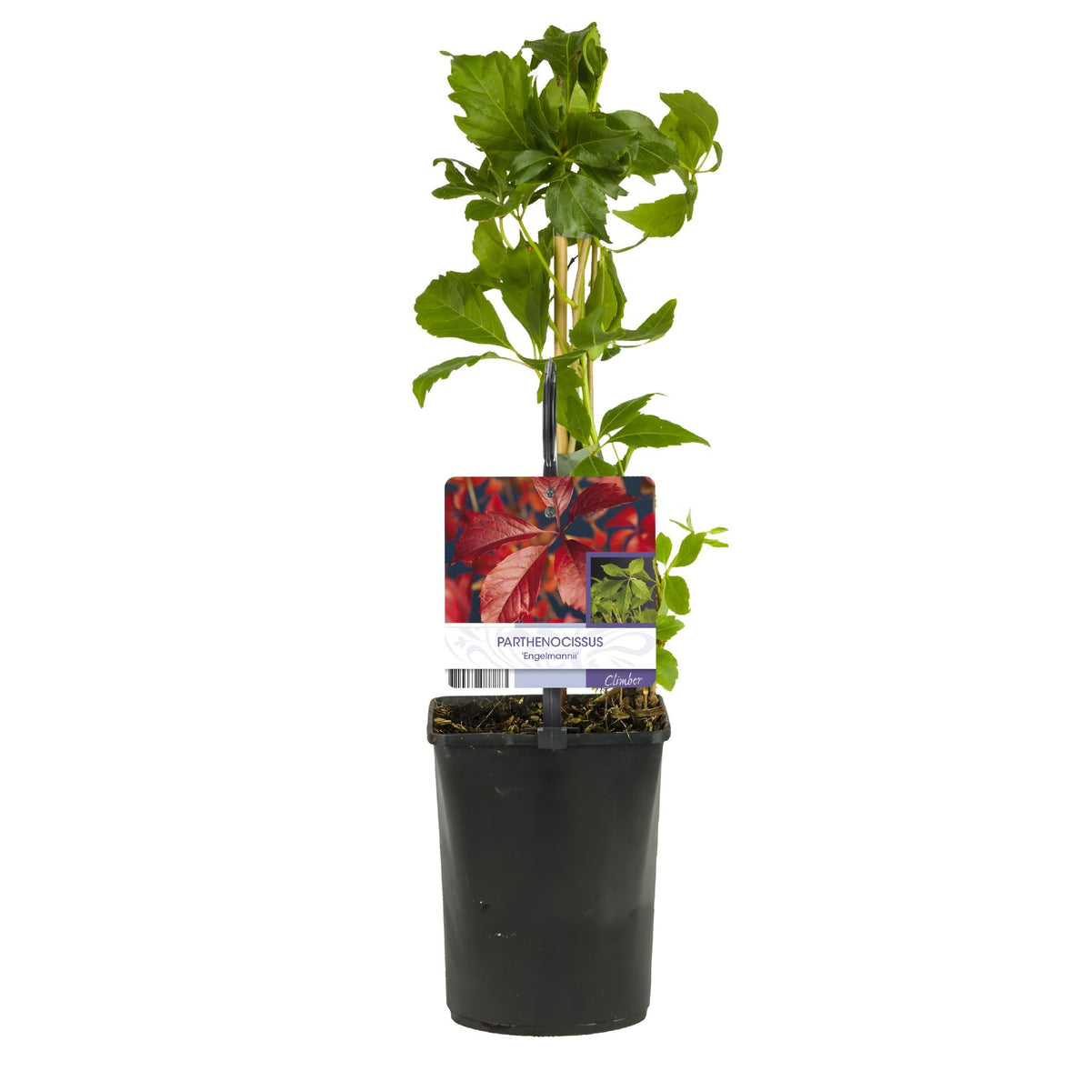 Selbstklimmender Mauerwein Parthenocissus Engelmannii – Kletterpflanze mit grünen & roten Blättern – 2 Pflanzen – 11 cm x H40 cm – Pflegeleicht 