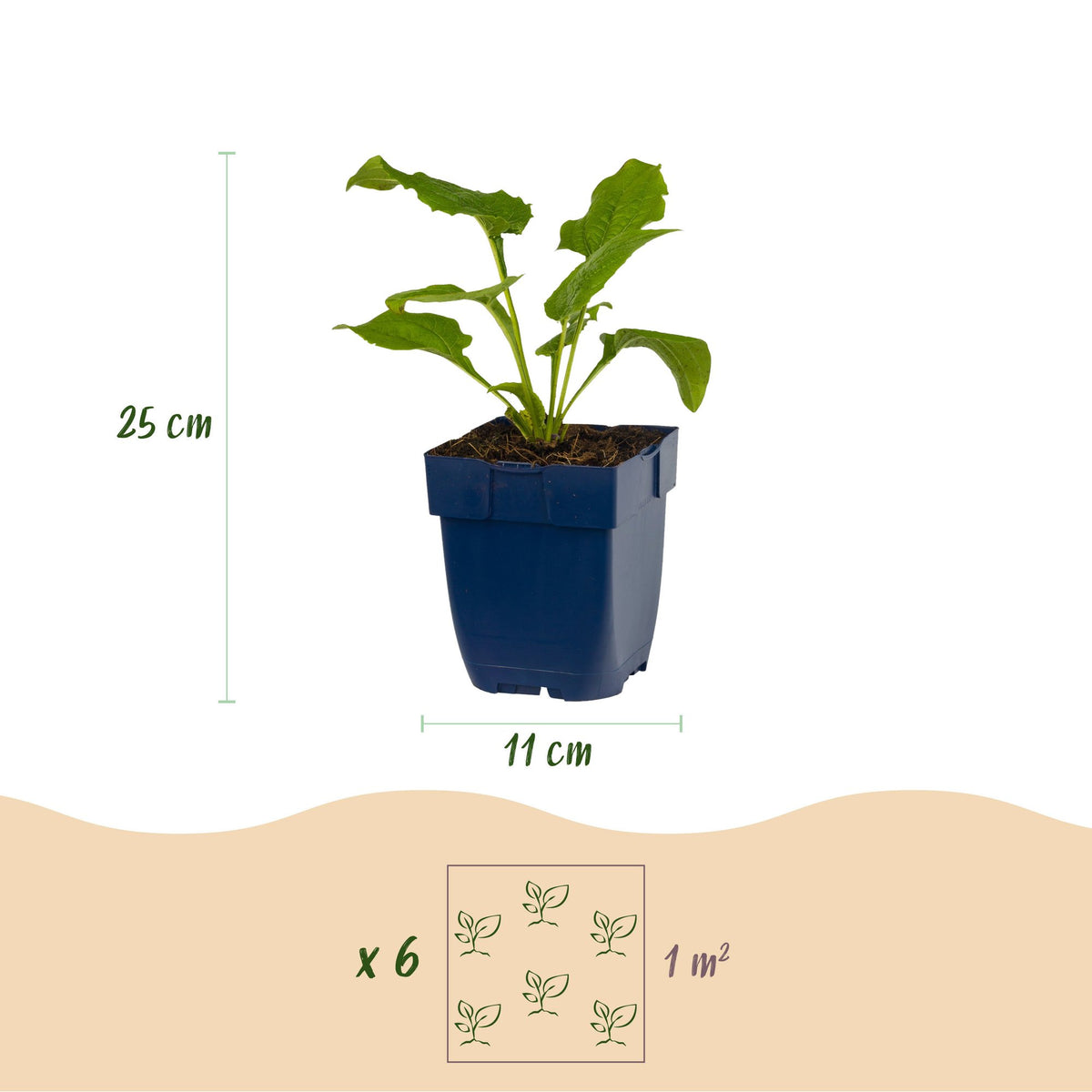 Sonnenhut 'Alba' (weiß) – Echinacea purpurea 'Alba' – Topf Ø11cm – Ansicht 3