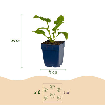 Sonnenhut 'Alba' (weiß) – Echinacea purpurea 'Alba' – Topf Ø11cm – Ansicht 3