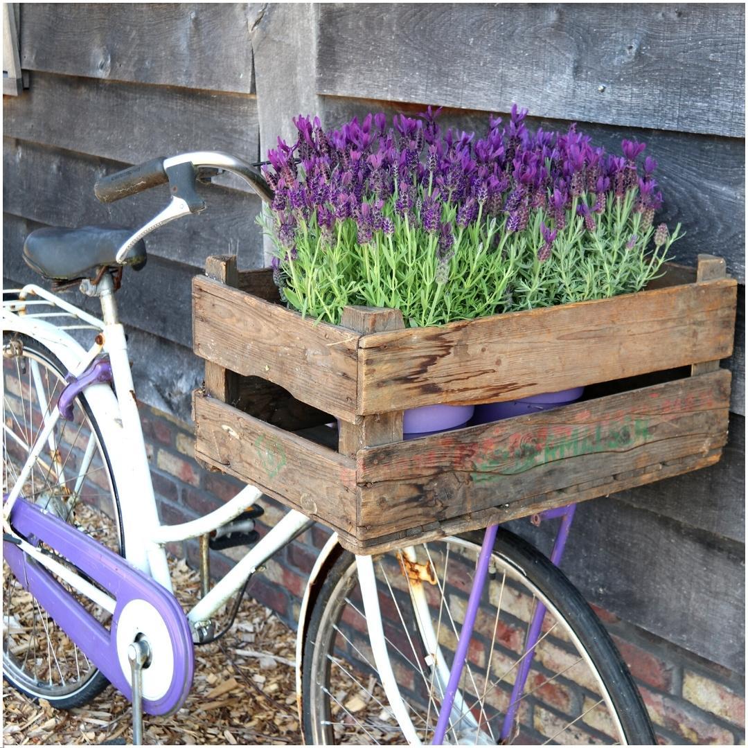 Französischer Lavendel Lavandula stoechas Anouk – Duftender Schopflavendel – 13cm Dekotopf 'Old Look' – 3 Pflanzen – Winterhart & Pflegeleicht 