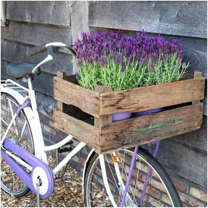 Französischer Lavendel Lavandula stoechas Anouk – Duftender Schopflavendel – 13cm Dekotopf 'Old Look' – 3 Pflanzen – Winterhart & Pflegeleicht 