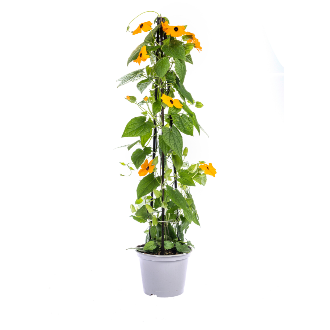 Schwarzäugige Susanne - Thunbergia alata Sunny Susy Mix Ø13 cm - ↕60 cm - 4 Pflanzen 