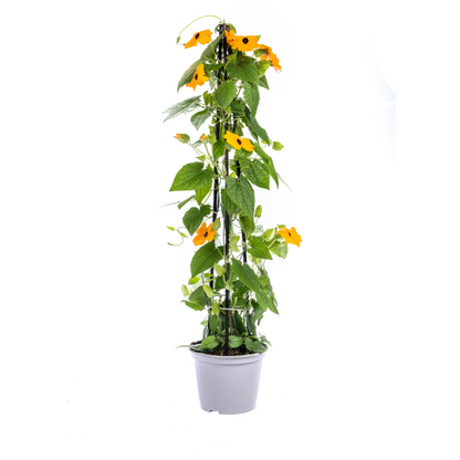 Schwarzäugige Susanne - Thunbergia alata Sunny Susy Mix Ø13 cm - ↕60 cm - 4 Pflanzen 