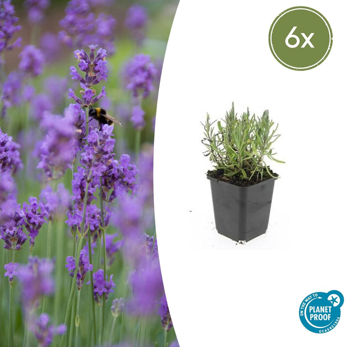 Lavendel Lavandula angustifolia 'Munstead' – ↕10-25cm – Ø9cm – 6 Pflanzen – Kompakter Duft-Lavendel, Tiefviolette Blüten, Bienenfreundlich, Winterhart, Pflegeleicht 