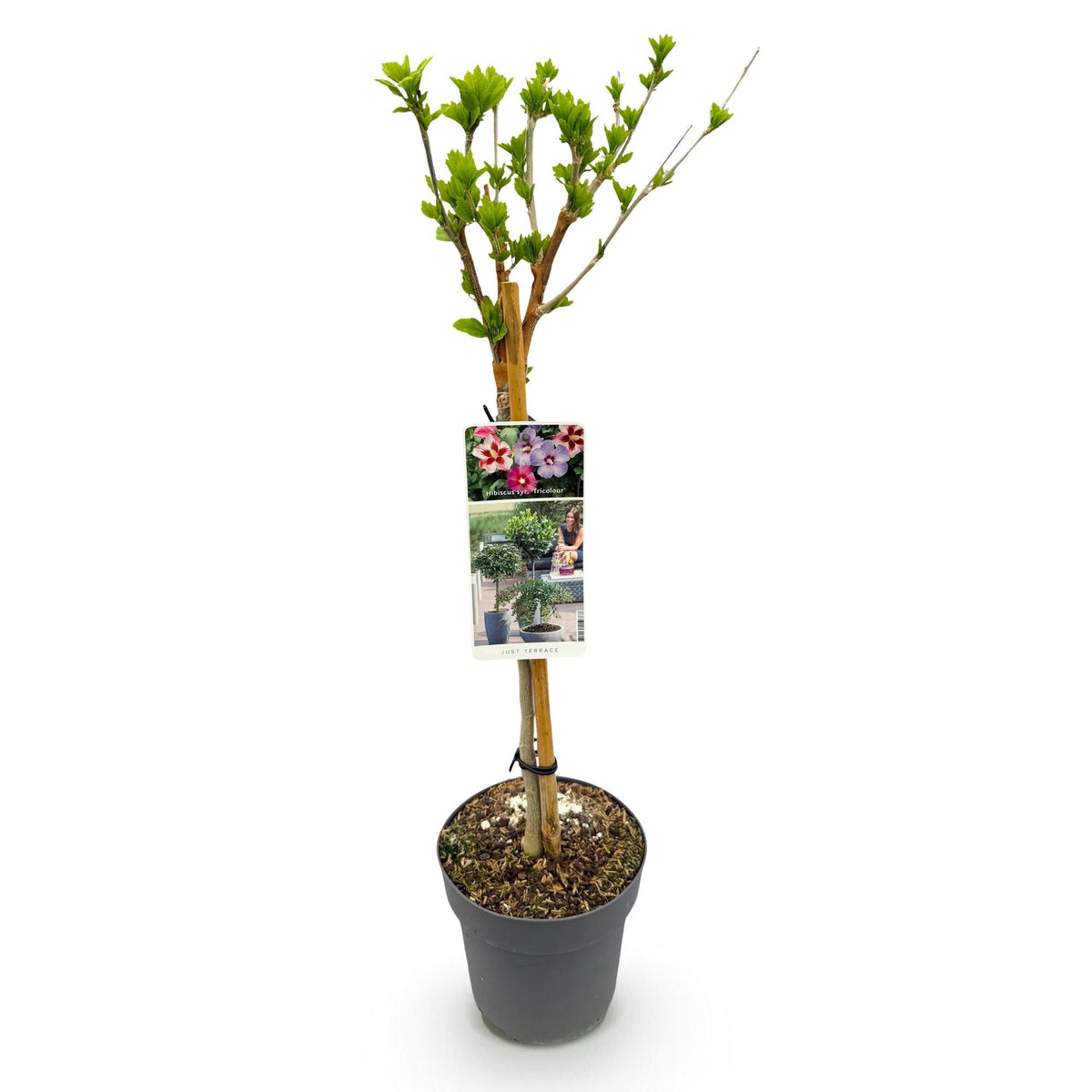 Hibiscus syriacus Tricolour – Blühende Stamm-Pflanze mit dreifarbigen Blüten – Laubabwerfend & pflegeleicht – Ø19 cm – Höhe ca. 90 cm – Für Terrasse & Balkon 