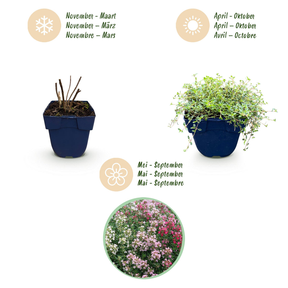 Teppich-Thymian 'Tricolour' – Thymus 'Tricolour' – 6 Pflanzen – Topf Ø11cm – Ansicht 4