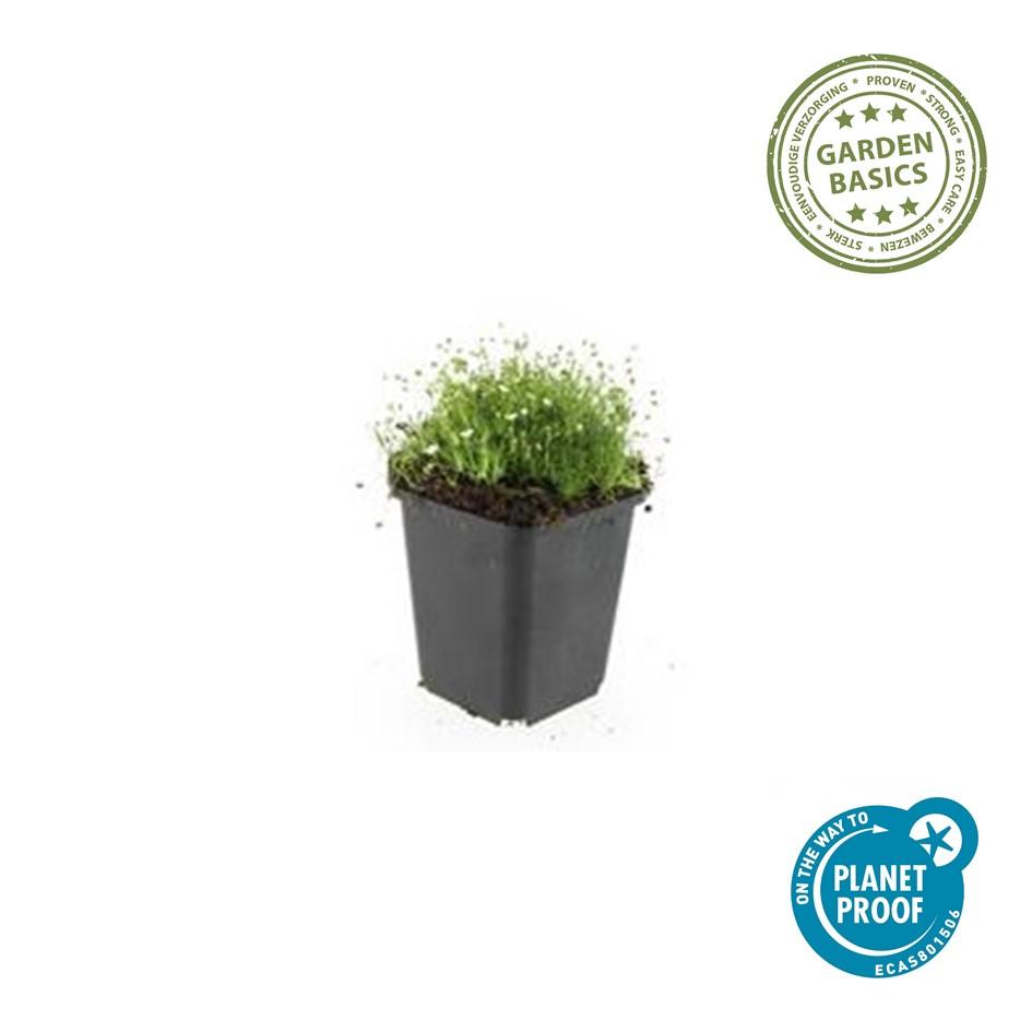 Sagina subulata Irisches Moos – Bodendecker Set Ø9cm – Immergrün & trittfest – Ansicht 16