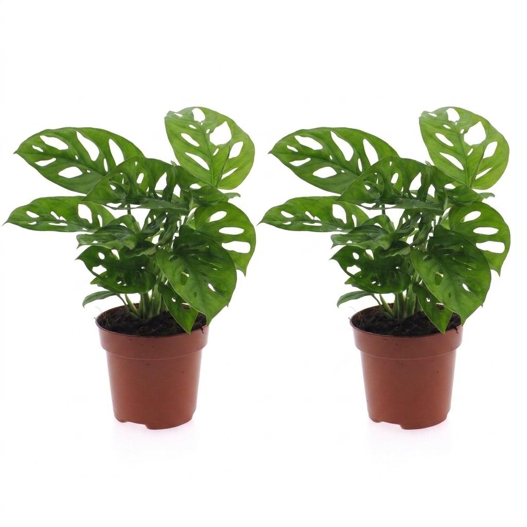 Fensterblatt 'Monkey Mask' – Monstera adansonii – 2 Pflanzen – Topf Ø12cm – Höhe 25cm – Ansicht 2