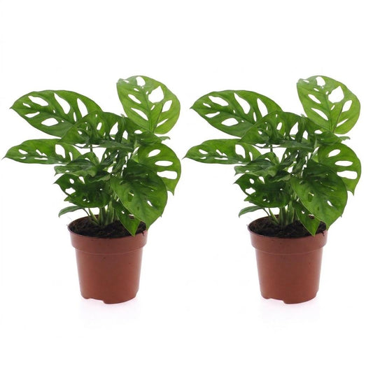 Fensterblatt 'Monkey Mask' – Monstera adansonii – 2 Pflanzen – Topf Ø12cm – Höhe 25cm – Ansicht 2