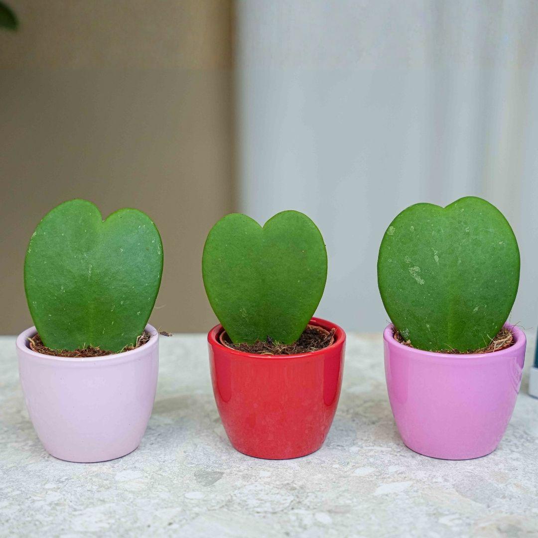 Pflanzen set von 3 mit mini topf - Love - Hoya Kerrii - rosa/rot - Ø 6 cm 