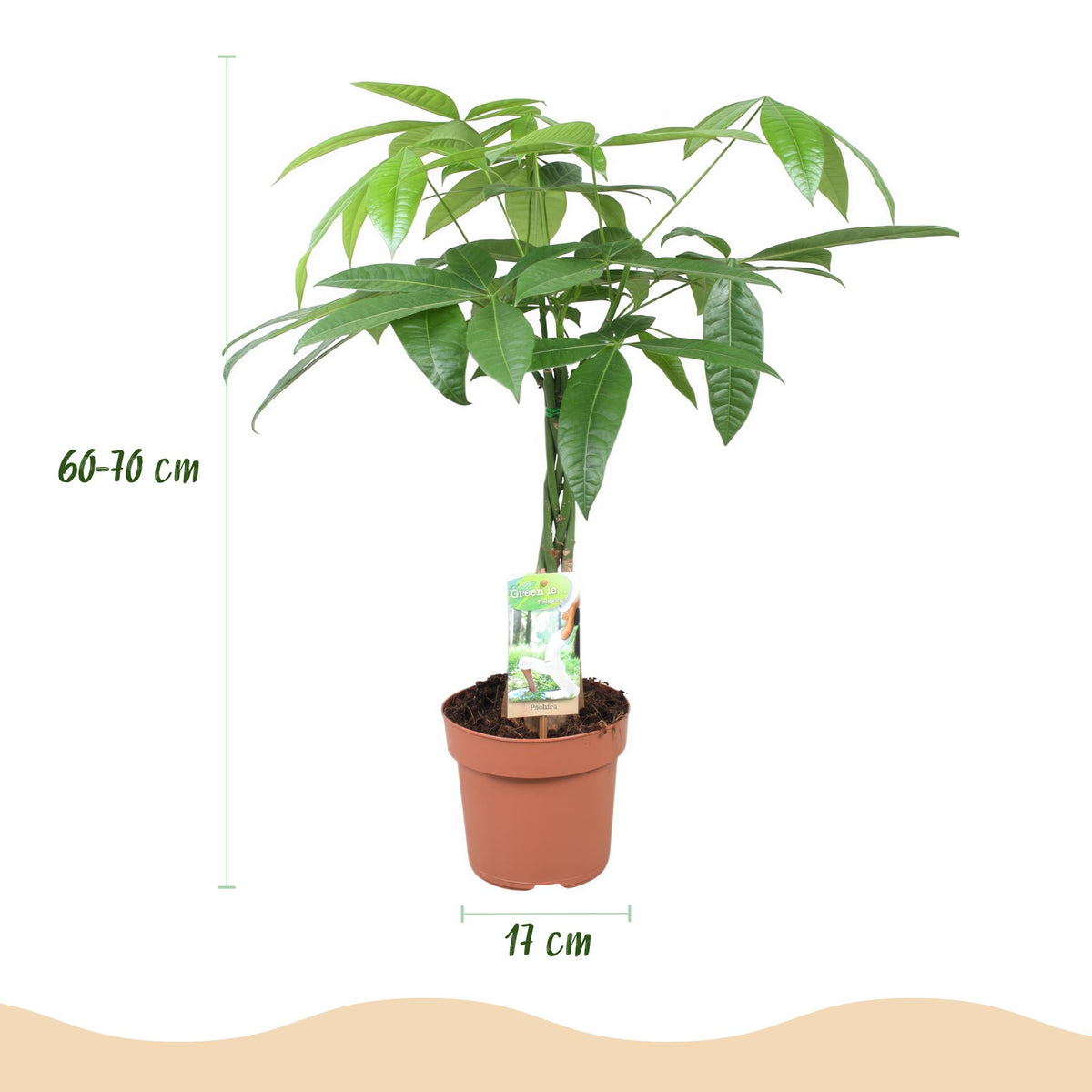 Green boutiQ - Zimmerpflanzen - Geflochtener Stamm Pachira Aquatica - Geldbaum - Wenig Pflege - Grün - 1 Pflanze - Topf 17cm - Höhe 60-70cm 
