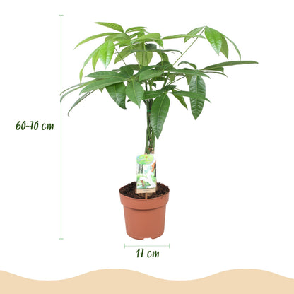 Green boutiQ - Zimmerpflanzen - Geflochtener Stamm Pachira Aquatica - Geldbaum - Wenig Pflege - Grün - 1 Pflanze - Topf 17cm - Höhe 60-70cm 