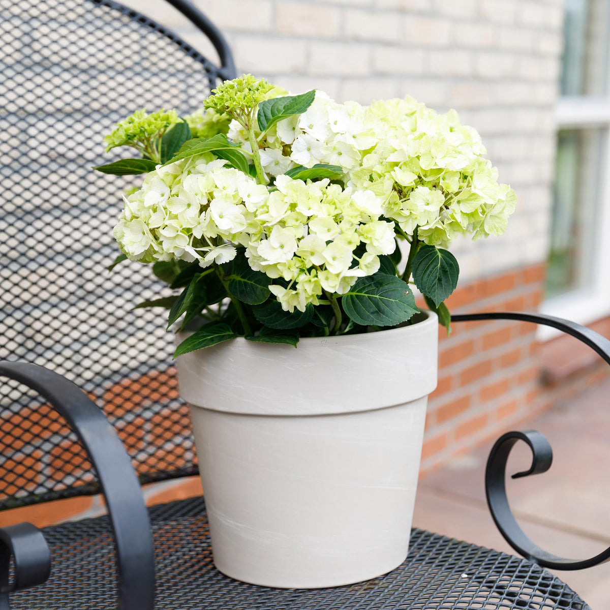 Hortensie Magical Noblesse – Hydrangea macrophylla – Weiß – Balkonpflanze – Im 23 cm Topf – Ca. 55 cm hoch – 6–10 Blüten – Für Balkon, Terrasse & Beet – Üppige Blüte & Farbenpracht 