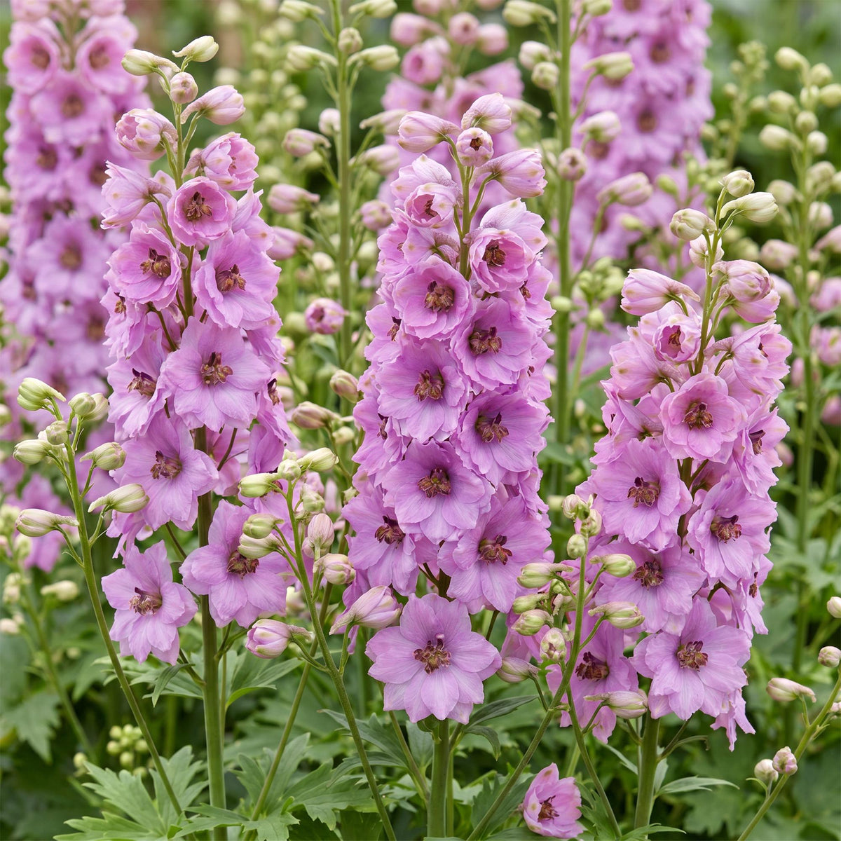 Rittersporn 'Astolat' – Delphinium 'Astolat' – Topf Ø11cm – Bienenfreundliche Staude für Garten & Balkon – Ansicht 5