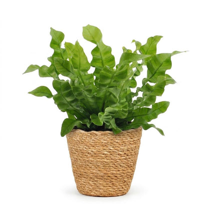 Krauser Wellenfarn 'Crispy Wave' – Asplenium nidus 'Crispy Wave' – Topf Ø12cm – Höhe 30cm – mit Korb – Ansicht 2