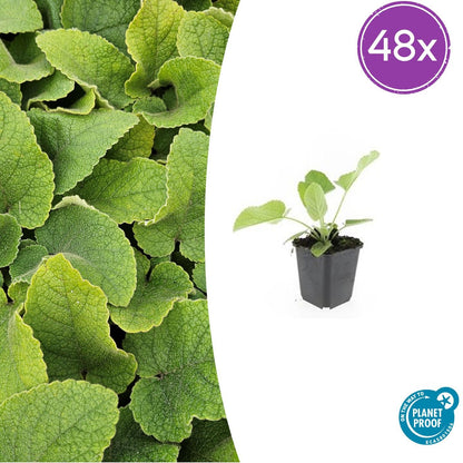 Russel Brandkraut Phlomis russeliana – ↕10-25cm – Ø9cm – Winterhart & Bienenfreundlich – Ansicht 26