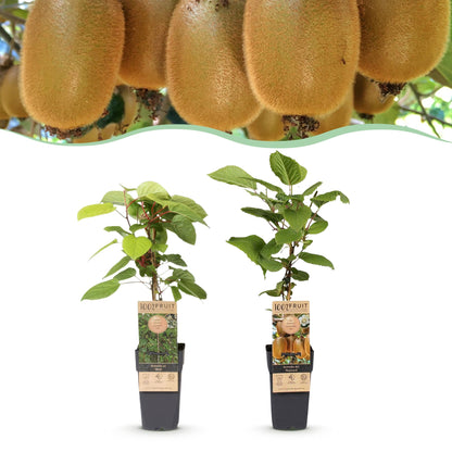 Green boutiQ - Fruit Plant - Actinidia Weiki & Hayward - Kiwi Plant - 1 Male - 1 Female - Plants - Green - Pot 15cm - Height 50cm 