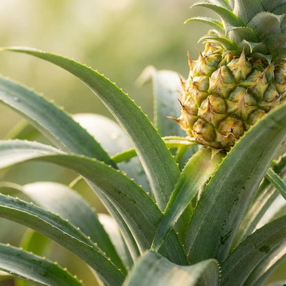 Ananaspflanze Mi Amigo – Ø12cm – Höhe 35–40cm – Tropische Zimmerpflanze mit dekorativer Mini-Ananas – Exotische Pflanze für Wohnraum & Büro 