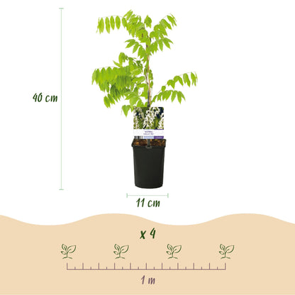 Blauregen Wisteria floribunda Alba – Weiße Blüten – 11 cm x H40 cm – Duftende Kletterpflanze – Für Pergolen, Zäune & Wände 
