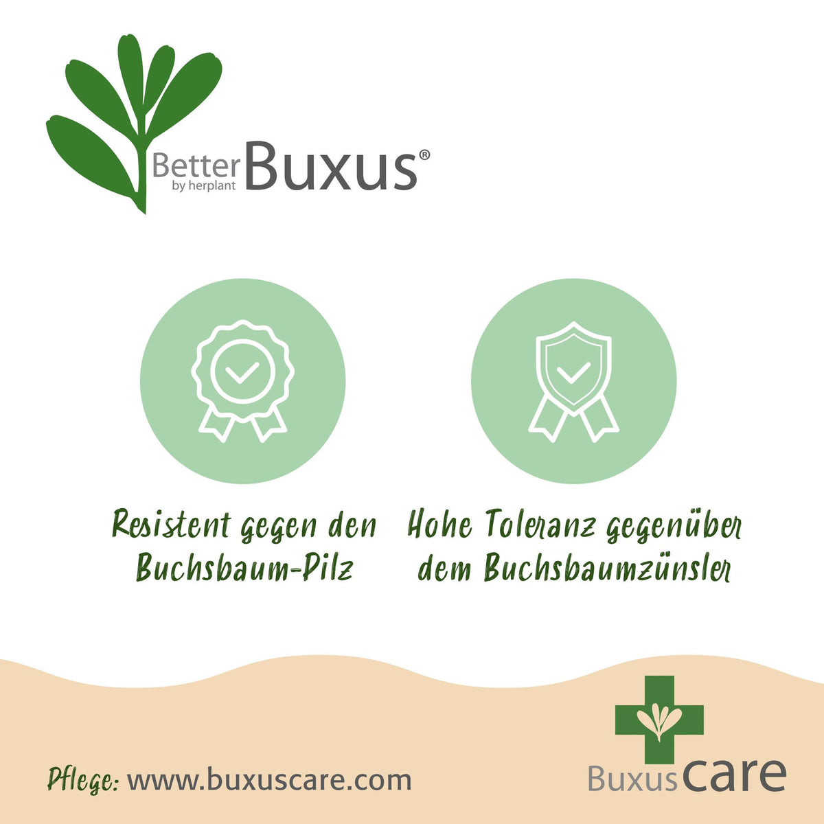 GreenboutiQ - Buxus Kugel - BetterBuxus Skylight - Widerstandsfähig gegen Buxuskrankheit - 2 Pflanzen - Topf 26cm Kugel 30cm 
