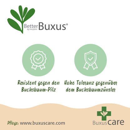 GreenboutiQ - Buxus Kugel - BetterBuxus Skylight - Widerstandsfähig gegen Buxuskrankheit - 2 Pflanzen - Topf 26cm Kugel 30cm 