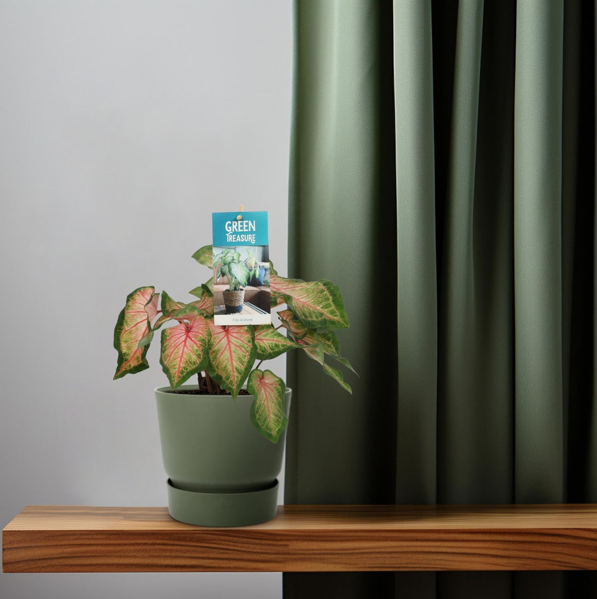 Caladium Rose – Angel Wings – Ø12cm – ↕25cm – Tropische Zimmerpflanze mit rosa-grünem Laub – Dekorativ & pflegeleicht – Für halbschattige Standorte 
