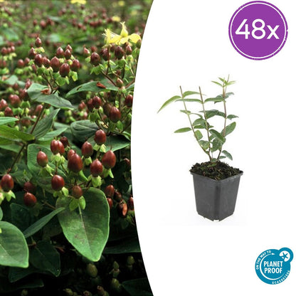 Hypericum inodorum 'Rheingold' – 48 Pflanzen – Winterharter, farbenfroher Bodendecker mit goldgelbem Laub & gelben Sommerblüten – Pflegeleicht 