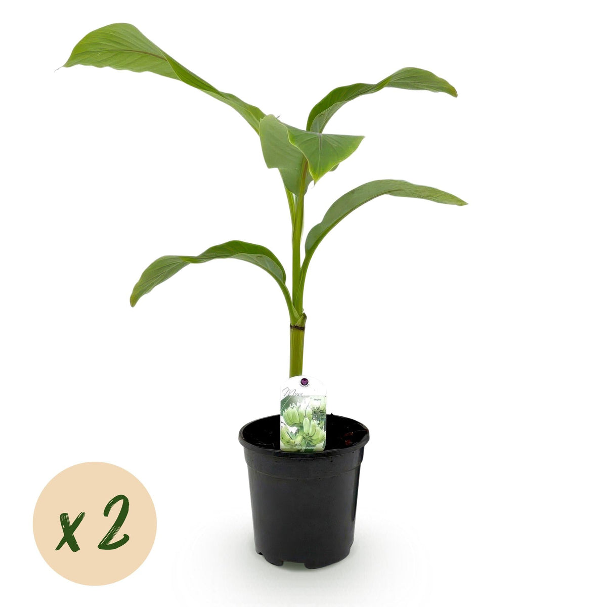 Bananenpflanze Musa Basjoo – 2 Pflanzen – Winterhart – Obstpflanze – Ø17 cm – Höhe ca. 40 cm – Exotische Gartenbanane für Beet, Balkon & Terrasse 