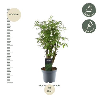 Polyscias Hawaiiana Ming 45cm – Ø12cm – Dekorative Zimmerpflanze mit dichtem, tiefgrünem Blattwerk – Pflegeleicht & ideal für Wohnzimmer, Büro & moderne Innenräume 