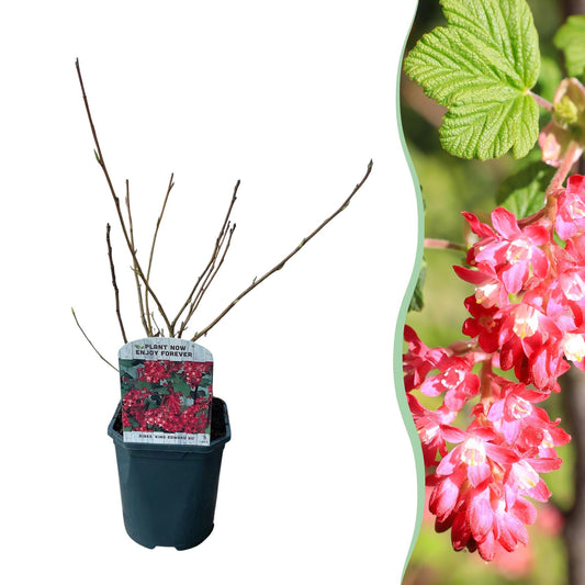 Blutjohannisbeere Ribes sanguineum 'Kind Edward' – Rosa Blüte – Bienenfreundlich – Frühjahrsblüher – Pflegeleicht – Ø17 cm – Höhe ca. 45 cm 