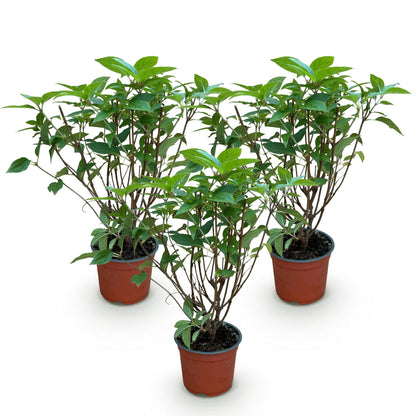 Green boutiQ - Gartenpflanze - Hydrangea panniculata Limelight - Schneeballhortensie - Winterhart - Limettengrün - 3 Pflanzen - Topf 12cm - Höhe 20-30cm 
