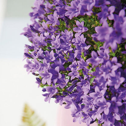 Campanula Addenda - Glockenblume lila Topfgröße 12cm - 1m2 Bodendecker - 6 Pflanzen - Ambella Lila - Winterhart 
