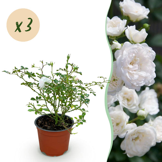 Green boutiQ - Gartenrose - Rosa White Fairy - Rose - Winterhart - Weiß - 3 Pflanzen - Topf 12cm - Höhe 20-25cm 