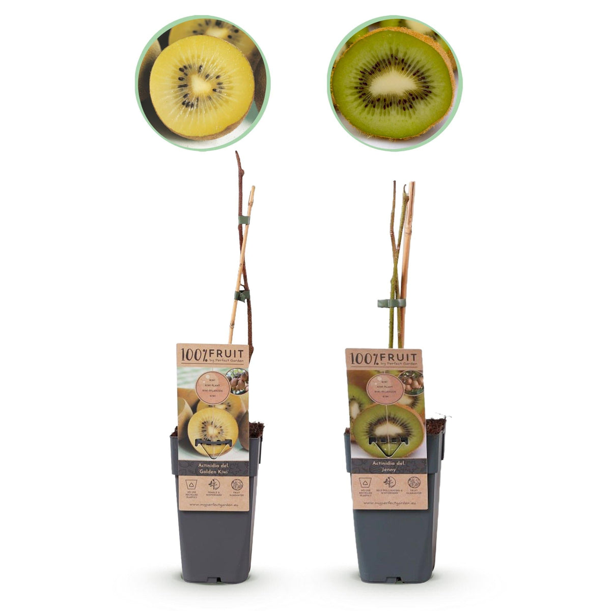 Obstpflanzen Grüne Kiwi 'Jenny' & Goldene Kiwi – 2 Pflanzen – 15cm – Höhe 50cm – Süße, vitaminreiche Früchte – Pflegeleicht & winterhart 