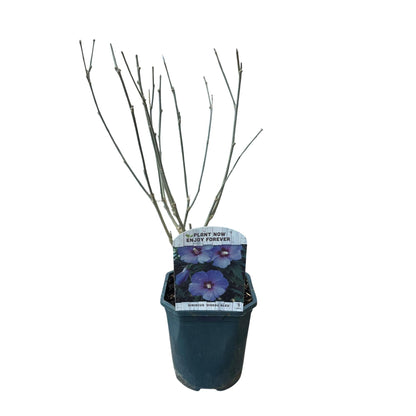 Garteneibisch Hibiscus syriacus Oiseau Blue – Strauch – Blüte Blau – Wenig Pflege – 17cm Höhe 45cm – Für Garten & Terrasse 