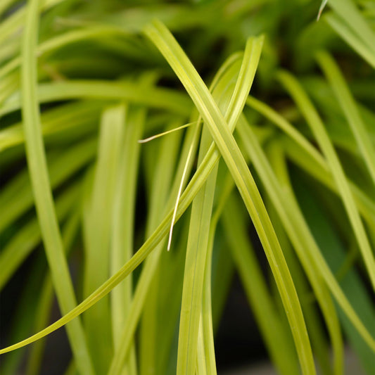 GreenboutiQ - Ziergräser - Carex oshimensis Everillo - Gelb - 1 Pflanze - Immergrün - Winterhart - Topf 17cm Höhe 50cm 