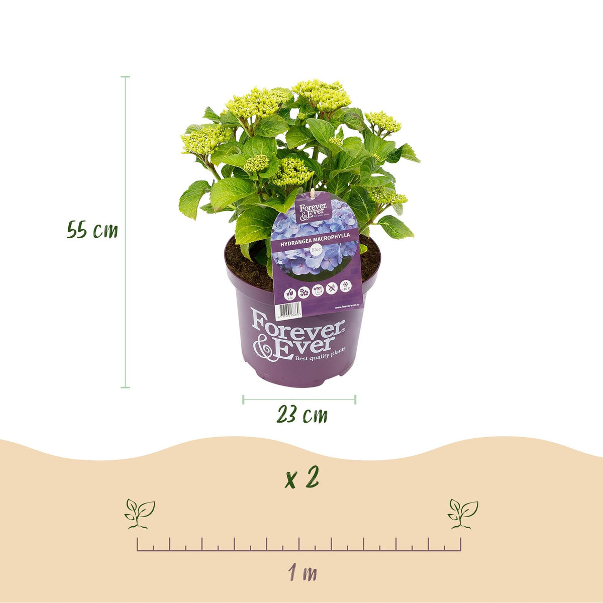 Hortensie Forever & Ever – Hydrangea macrophylla – Blau – Balkonpflanze – 7–12 Blüten – Im 23 cm Topf – Ca. 55 cm hoch – Für Terrasse, Balkon & Beet – Langanhaltende Blüte – Pflegeleicht 