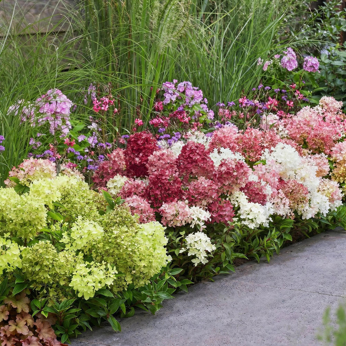 Green boutiQ - Gartenpflanze - Hydrangea panniculata Groundbreaker Blush -Greeny - Ruby - Rispenhortensie - Kompakt - Rosa-Grün-Rot - 3 Pflanzen - Topf 14cm - Höhe 20-25cm 