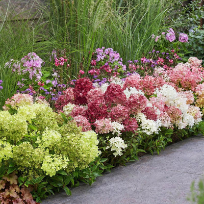 Green boutiQ - Gartenpflanze - Hydrangea panniculata Groundbreaker Blush -Greeny - Ruby - Rispenhortensie - Kompakt - Rosa-Grün-Rot - 3 Pflanzen - Topf 14cm - Höhe 20-25cm 
