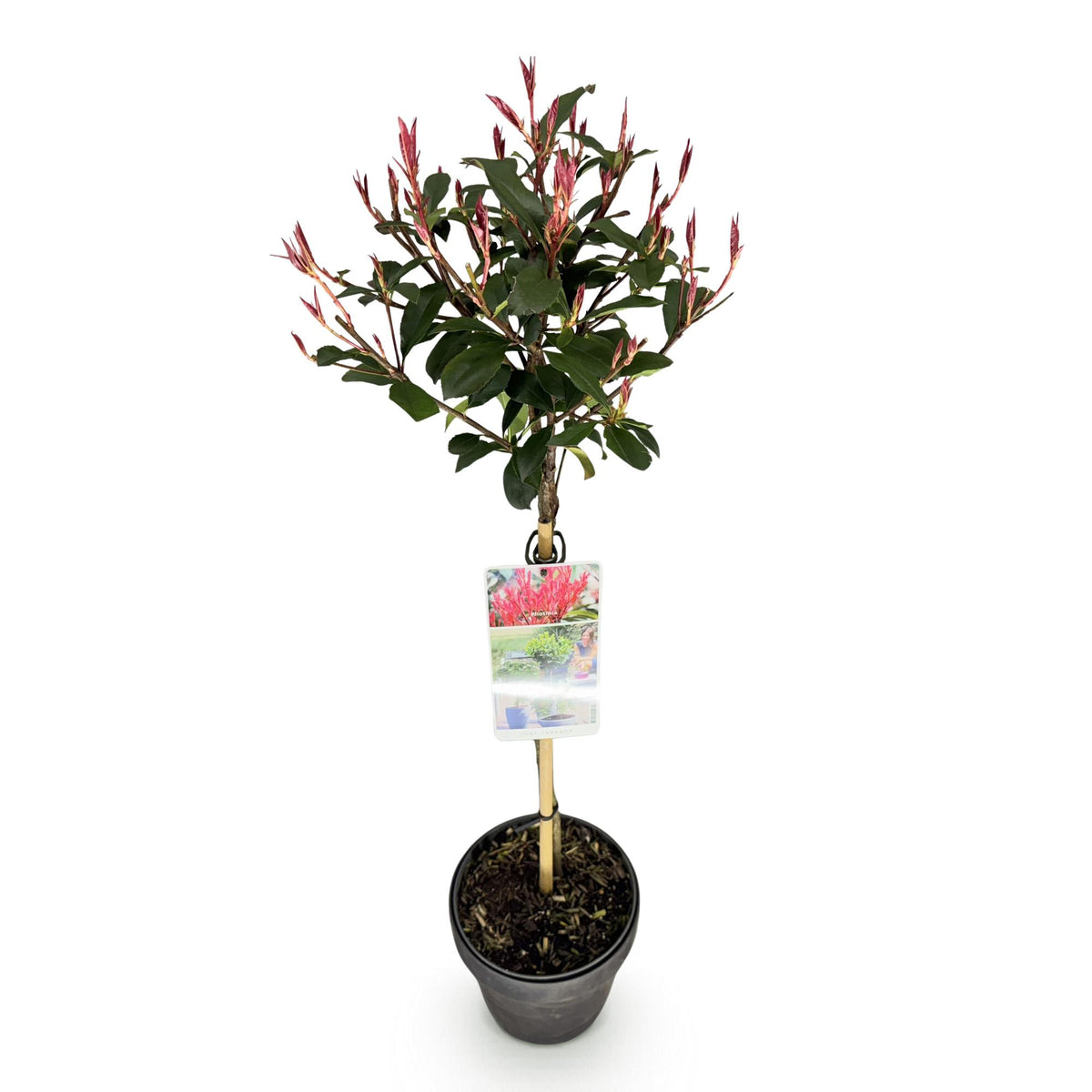 GreenboutiQ - Pflanze auf Stamm - Photinia fraseri Carre Rouge - Terrassenpflanze - Immergrün - Winterhart - Grün-Rotes Blatt - Topf 19cm Höhe 90cm 