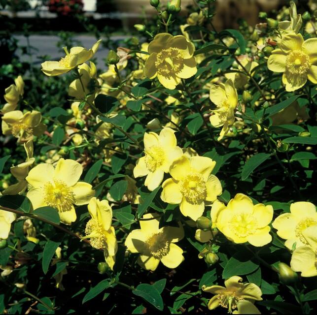 Hypericum Hidcote – Großblumiges Johanniskraut – 6 Pflanzen Ø9cm – Höhe 10–25cm – Immergrüner Strauch mit gelben Blüten – Pflegeleicht, winterhart & bienenfreundlich 